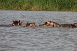 Ethiopia - Lago Chamo - Ippopotami - Hippos - 05